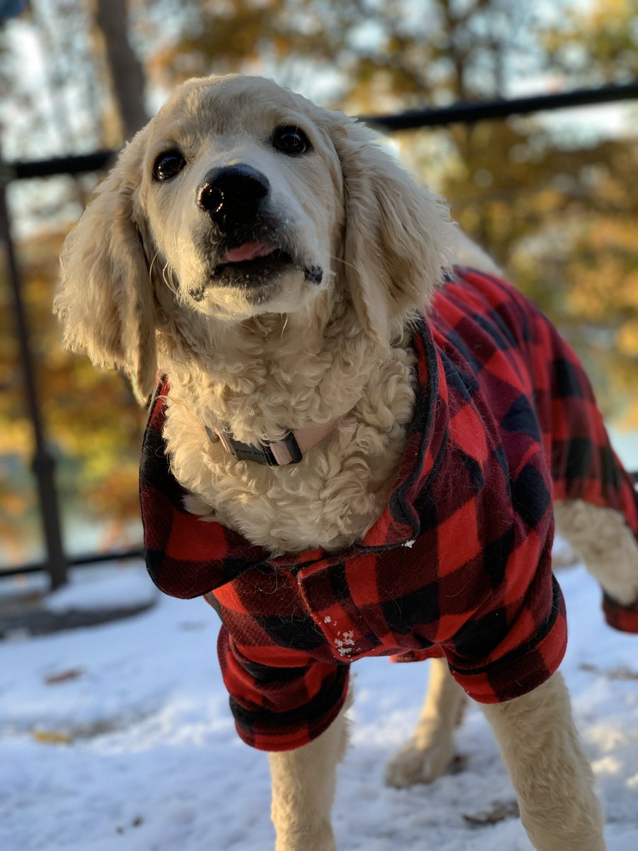 _mandy_23's tweet photo. Millie girl‼️ @budweiserusa #PupweiserContest https://t.co/EoEtdY33U1