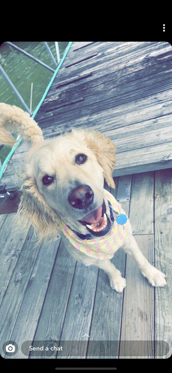 _mandy_23's tweet photo. Millie girl‼️ @budweiserusa #PupweiserContest https://t.co/EoEtdY33U1