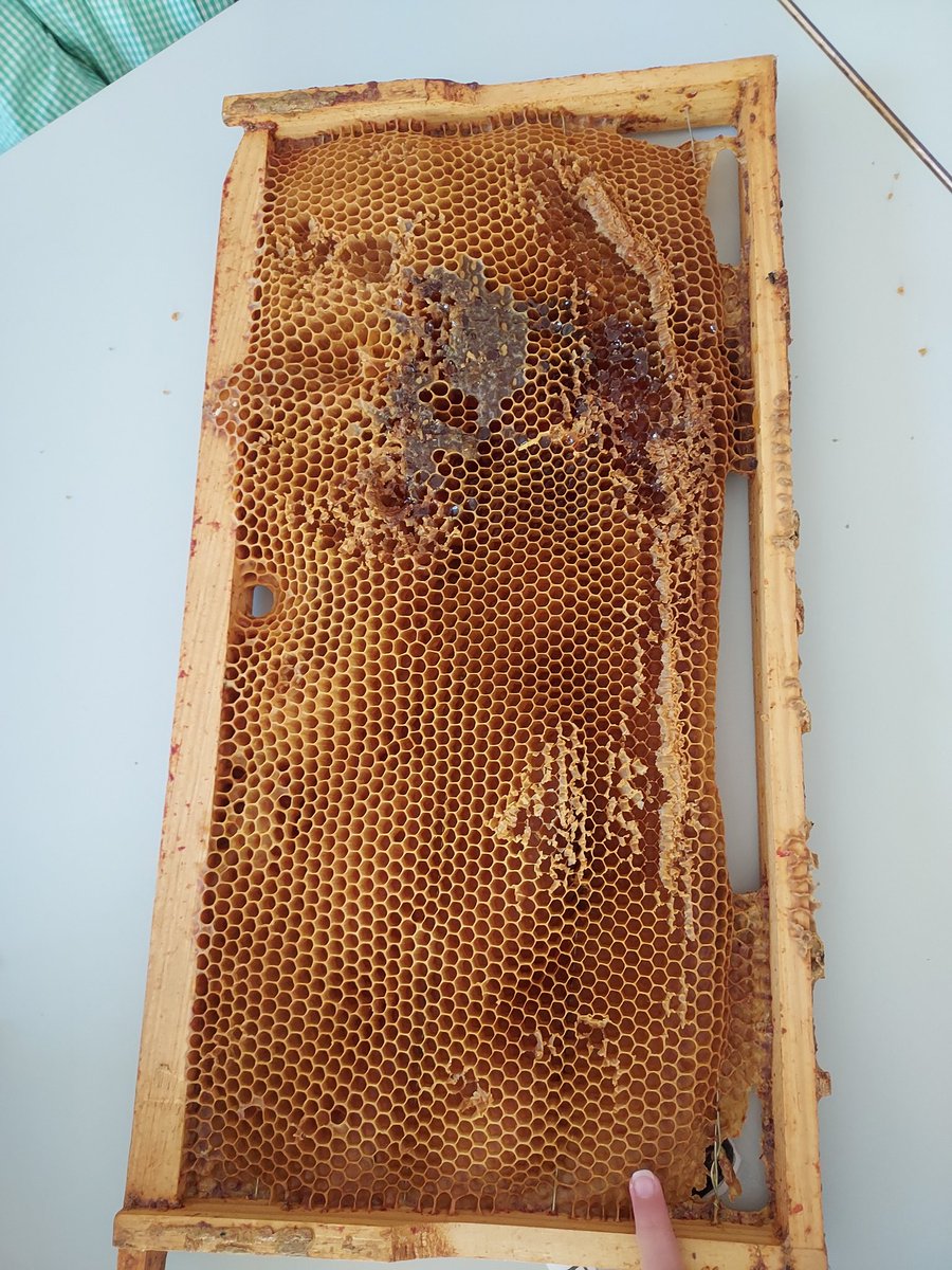 Hace unos días aprendimos sobre la miel, sus utilidades y la importancia de  las abejas. Y probamos el propóleo,  la miel, la jalea real, el polen... "Estas "ovejas" vuelan con cosas ricas". Son geniales sus dichos... 3años en Ceip Santa María.