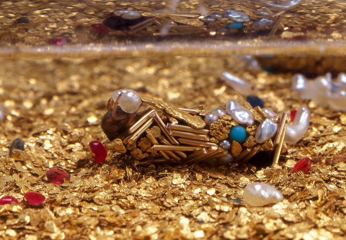 Caddisfly larvae create casings with materials found in their environment. 

Artist Hubert Duprat provided them with gold leaf and gems and this is what they made...  1/2 

📸source m cutt.ly/ohQxlCt