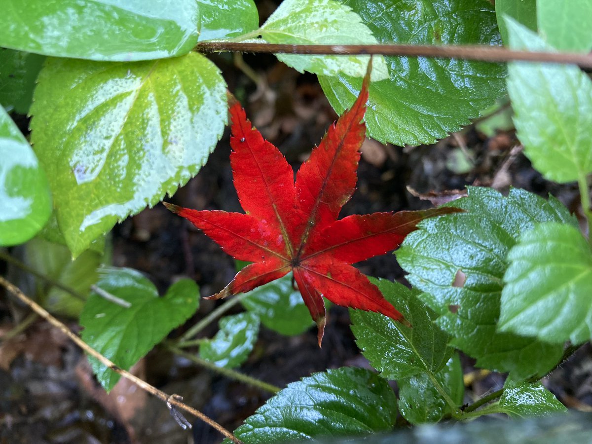 雨に濡れた美しい紅葉の光明寺です🍁 https://t.co/V7BW15LesU