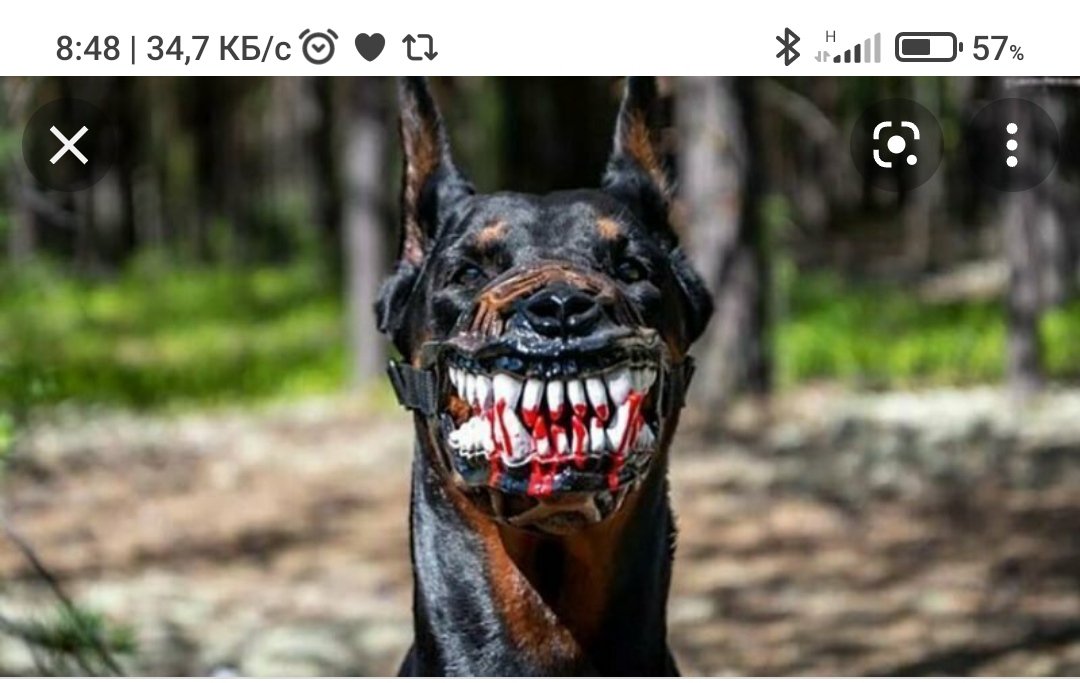 Scary dog. Оскаленный ротвейлер Доберман. Доберман бойцовская. Намордник для добермана. Доберман оскал.