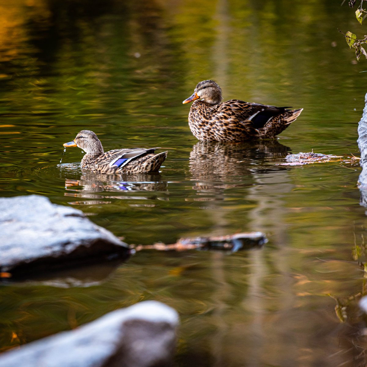 newmanvisuals's tweet photo. #Ducks in @sarahpdukegardens
#ducks #ducksinarow #photoshop #photographer #photooftheday #wildlifephotography #wildlifephoto #wildlifephotographer  #dukegardens #dukegardensnc #dukegardenscolorpop #dukegardensphotographer https://t.co/3BSa5XrQ9O