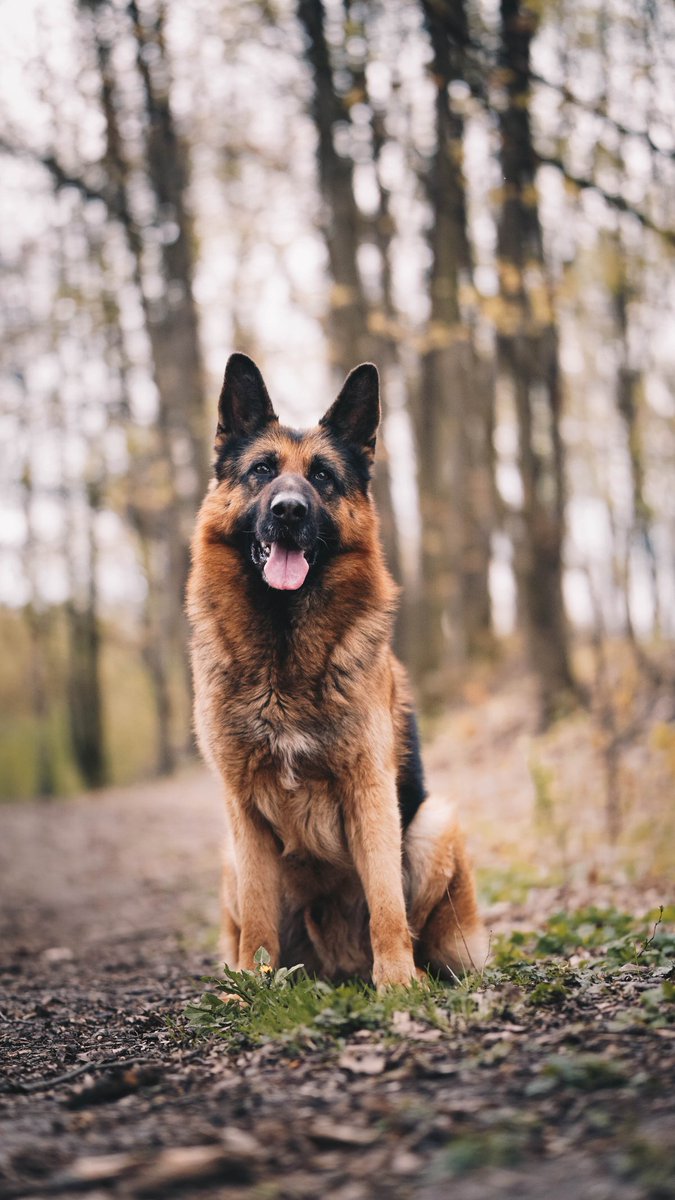 WilliamsDevid1's tweet photo. The smile!😍❤️
#germanshepherdpups #germanshepherdphotos #germanshepherdrescue
#germanshepherdrescueofoc
#germanshepherds
#germanshepherds4ever
#germanshepherdsdaily
#germanshepherdsofig
#germanshepherdsofinsta
#germanshepherdsofinstagram
#germanshepherdsonline https://t.co/clymMD0exD
