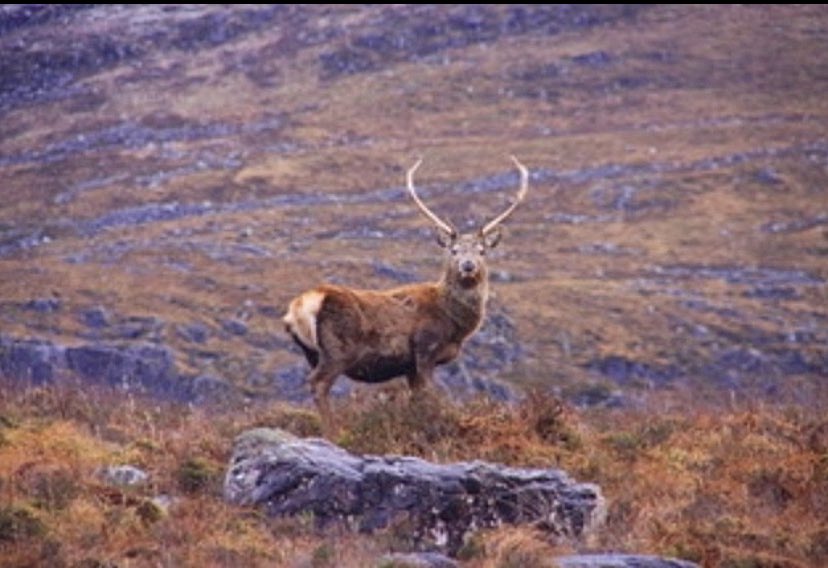 mandevillish's tweet photo. #throwback #scotland2020 #monday #photography #keeponclicking https://t.co/OZAm7pQ2W4