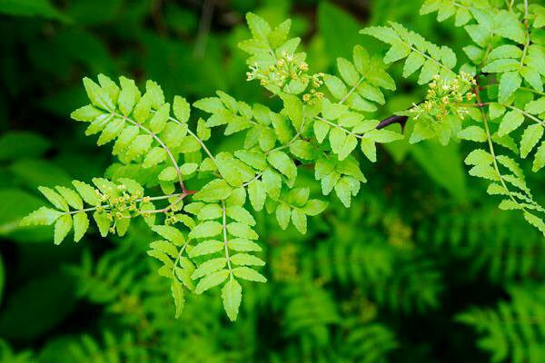 花 山椒 は 小粒でもぴりりと辛い 山椒の実は小さくても非常に辛い からだは小さくても 気性や才能が鋭くすぐれていて 侮れないことのたとえ 今日の誕生花 山椒 花言葉 健康 4時 ﾅｴ T Co 8gudw4mnnl Twitter