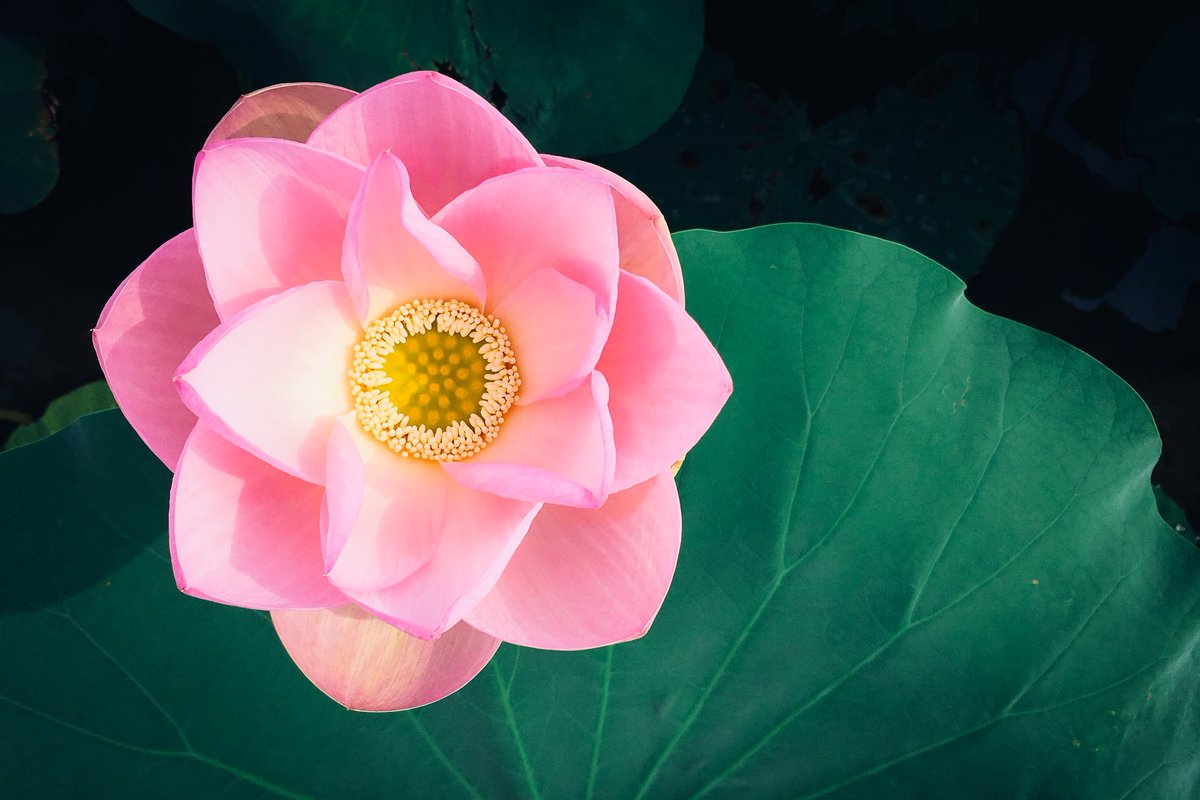 buddhistsociety's tweet photo. “…feelings like disappointment, embarrassment, irritation, resentment, anger, jealousy, and fear, instead of being bad news, are actually very clear moments that teach us where it is that we’re holding back."

Pema Chödrön https://t.co/BUuf0sCIJg