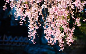 MeNutroo's tweet photo. How To Prune Weeping ...
https://t.co/ogQZtExaAD
Wha ...
#AnnualSeeds #BackyardGardenIdeas #BackyardGardening #BackyardOrchard #Gardening https://t.co/a3DmyEfC98