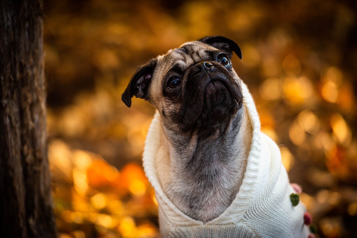 newmanvisuals's tweet photo. Holly decided to invest in #dogsweaters because fall is too cold in NC for #Pugs apparently.

#pug #puglia #puglife #puglove #pugpuppy #puglover #pugstagram #NaturePhotography #photographyislife #fall #fallstyle #fallinlove #fallfashion https://t.co/dNHwjc95WF