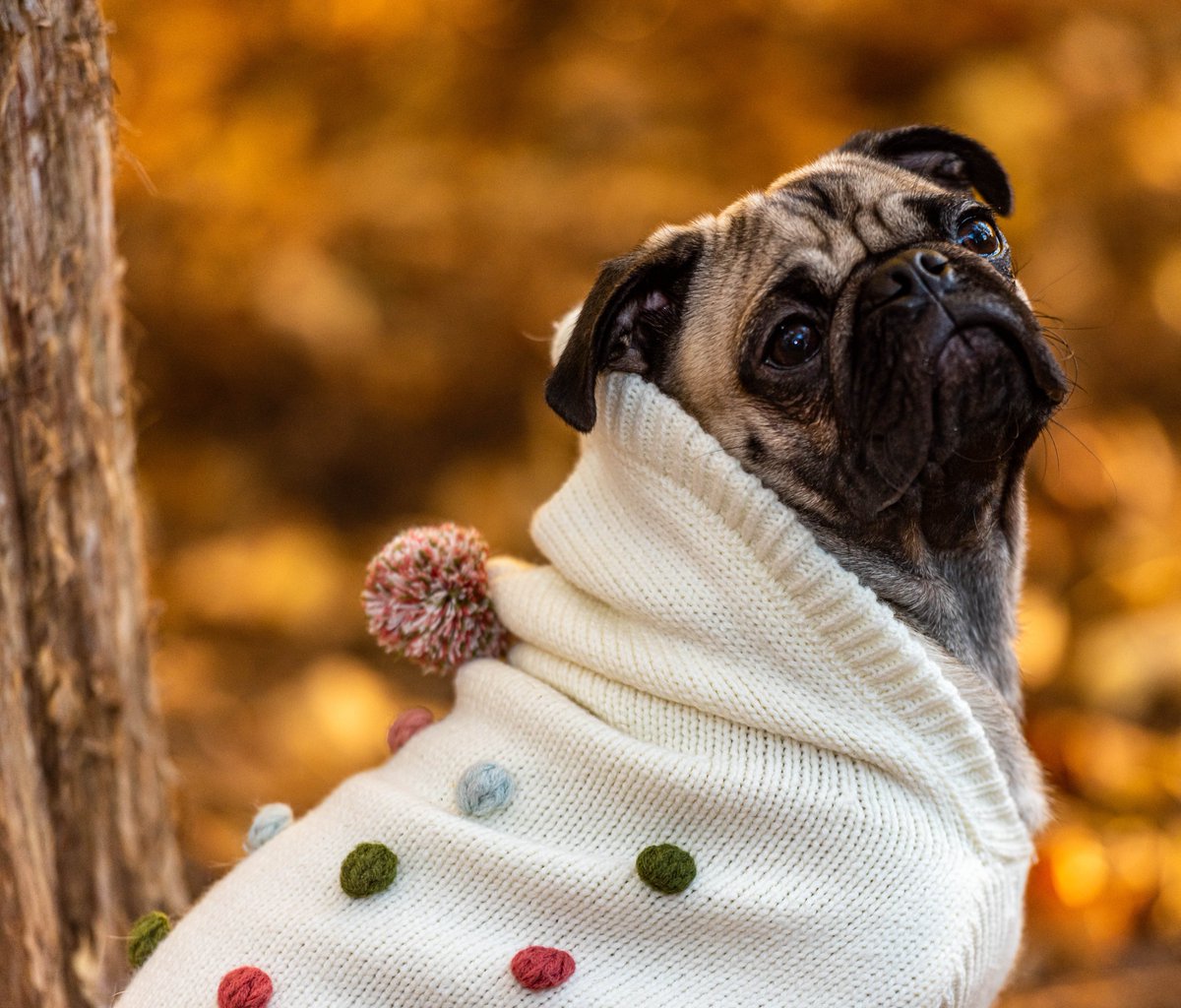 newmanvisuals's tweet photo. Holly decided to invest in #dogsweaters because fall is too cold in NC for #Pugs apparently.

#pug #puglia #puglife #puglove #pugpuppy #puglover #pugstagram #NaturePhotography #photographyislife #fall #fallstyle #fallinlove #fallfashion https://t.co/dNHwjc95WF