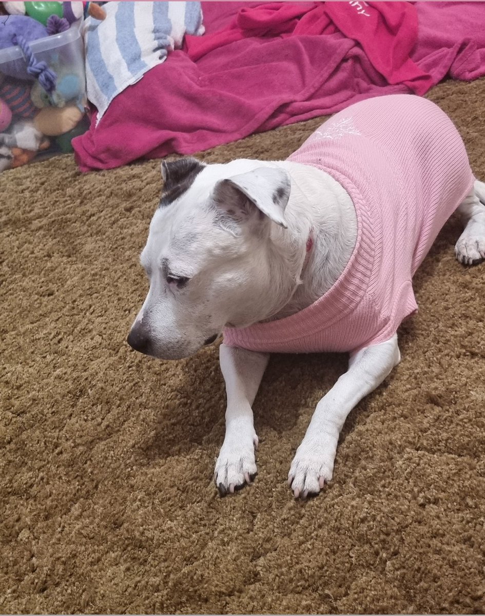 Penny_theDog1's tweet photo. Ugh far too early! Why you be up so early human?! I wants my bed #tiredpup #sleepygirl #Mondayblues #TLCRequired #needsnuggles #pityme #CuteAnimals #dogs #dogslife #dogsoftwitter https://t.co/TLy5axhrTf