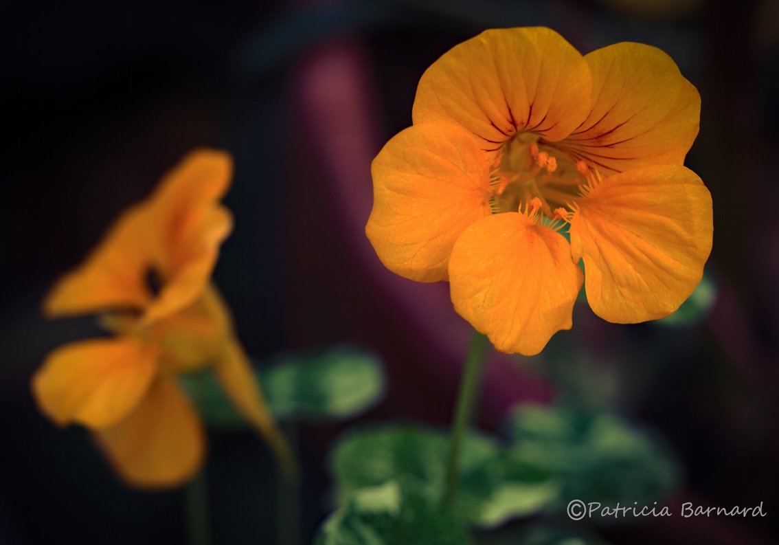 Hi everyone, end of November and the nasturtiums are still flowering, have a good week ... #gardening #flowerphotography #Flowers #nature #edibleflowers #garden