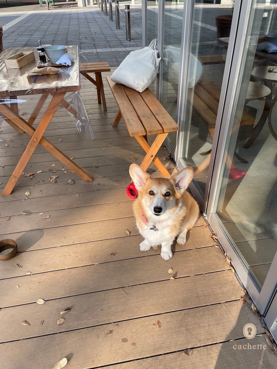 cachette_pet's tweet photo. 【Contributor's column🐶】
#加藤紫織さん と #タンタンちゃん の記事が更新されました🐾
国際色豊かな目白台のカフェで、犬連れへの気遣いにほっこり✨
https://t.co/hrtEC2Fhwu
#cachettepet #dog #ContributorsColumn #lifestyle #コーギー #目白台 #ヴィレッジマルシェ https://t.co/bgWNfGcdsS