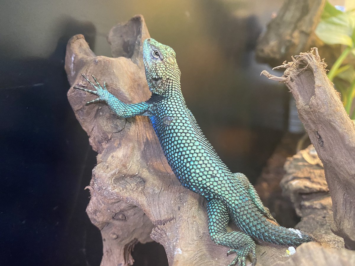 tgem_staff's tweet image. 手稲本店
メキシコターコイズハリトカゲのオス
体色の青がクジャクを思わせるようなグラデーションで目を引きます!💙💚
本日も19時まで営業しております!
ご来店お待ちしてます。
                      スタッフ:成田