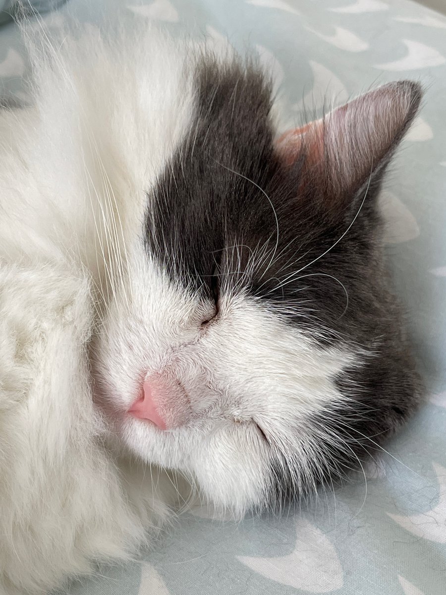 colfran9320's tweet photo. It’s too cold to go out this morning, my fluff will get iced up, guess I’ll just have another nap #mistycat #catsoftwitter #flufffluff https://t.co/HHKNEdA4al