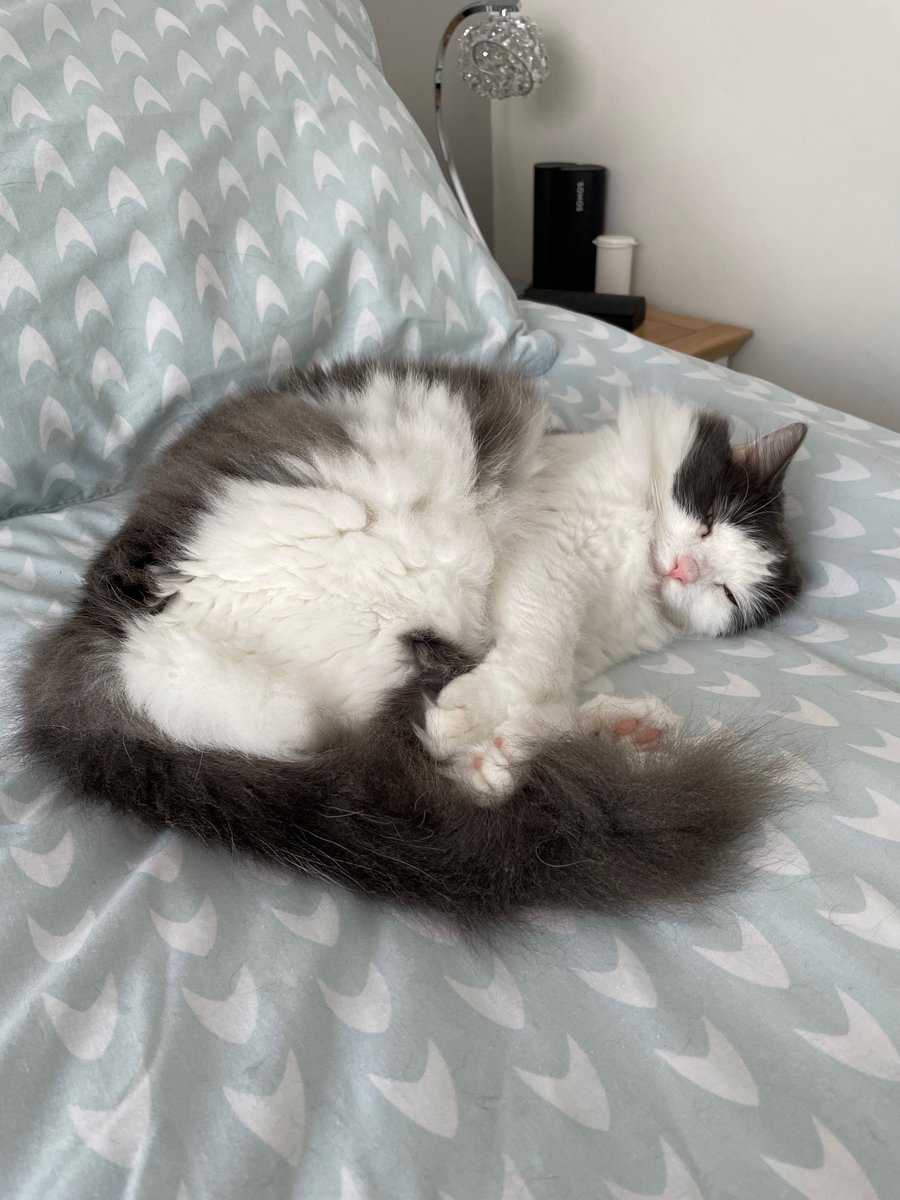 colfran9320's tweet photo. It’s too cold to go out this morning, my fluff will get iced up, guess I’ll just have another nap #mistycat #catsoftwitter #flufffluff https://t.co/HHKNEdA4al