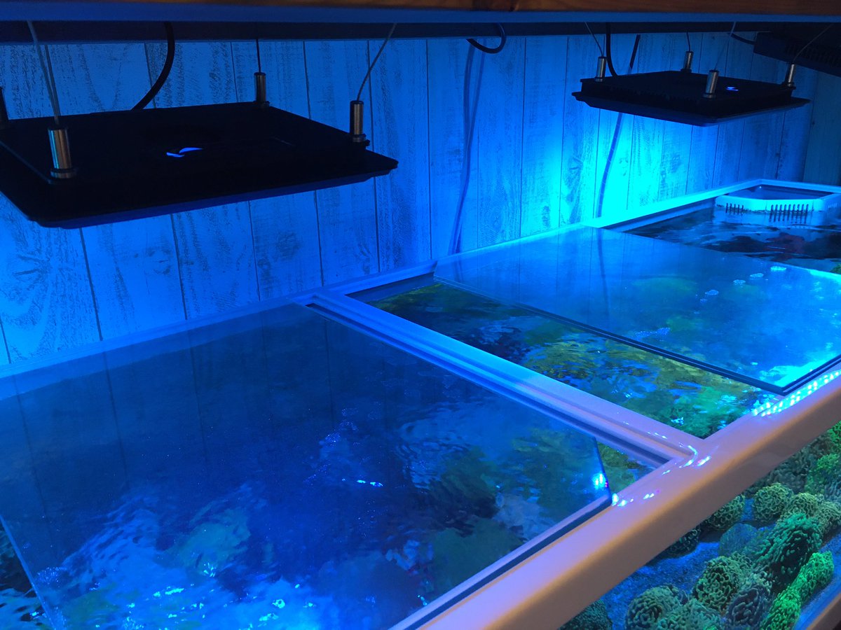 you_aqua's tweet photo. maxspect 新たに2台追加‼️
元々、別水槽で2台使用していて、光量もいいし、色合いも色々と変更できちゃうスグレモノ♫
何よりアプリがシンプルで使いやすいから追加しちゃいました😀❤

ホームページで残り一台販売中!

#AQUASTYLEYOU ＃aquastyleyou #maxspect #マックススペクト https://t.co/zTxoJ4YAmh