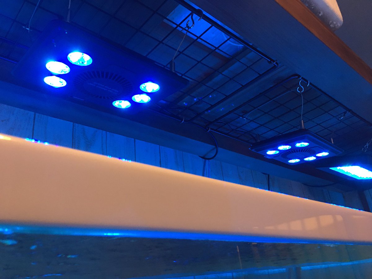 you_aqua's tweet photo. maxspect 新たに2台追加‼️
元々、別水槽で2台使用していて、光量もいいし、色合いも色々と変更できちゃうスグレモノ♫
何よりアプリがシンプルで使いやすいから追加しちゃいました😀❤

ホームページで残り一台販売中!

#AQUASTYLEYOU ＃aquastyleyou #maxspect #マックススペクト https://t.co/zTxoJ4YAmh