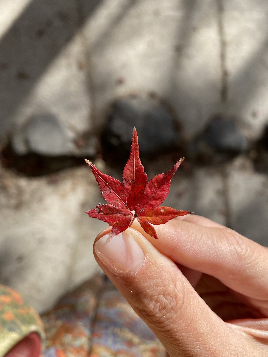 kasetsuuuu_'s tweet photo. 秋ですね🍁
11/27の着物撮影お楽しみ👘 https://t.co/yVWtSLmIHl