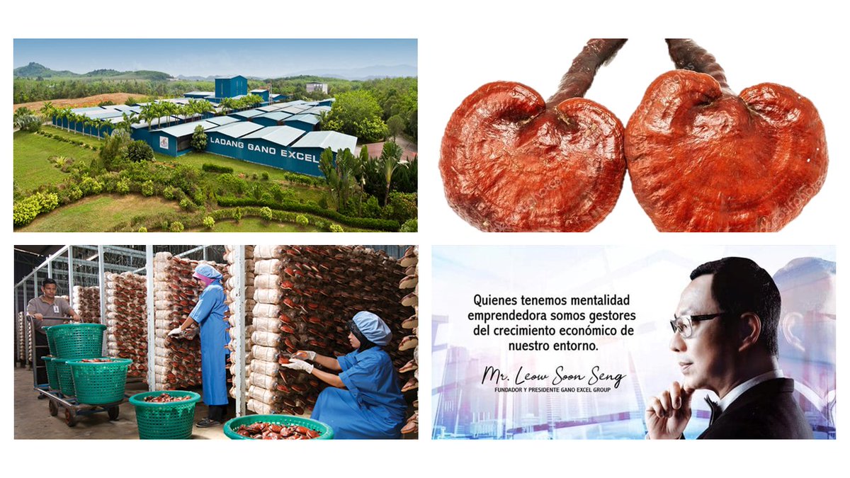 Prof_Julianna's tweet image. #GanodermaLucidum para la salud integral. ¡Consultame!