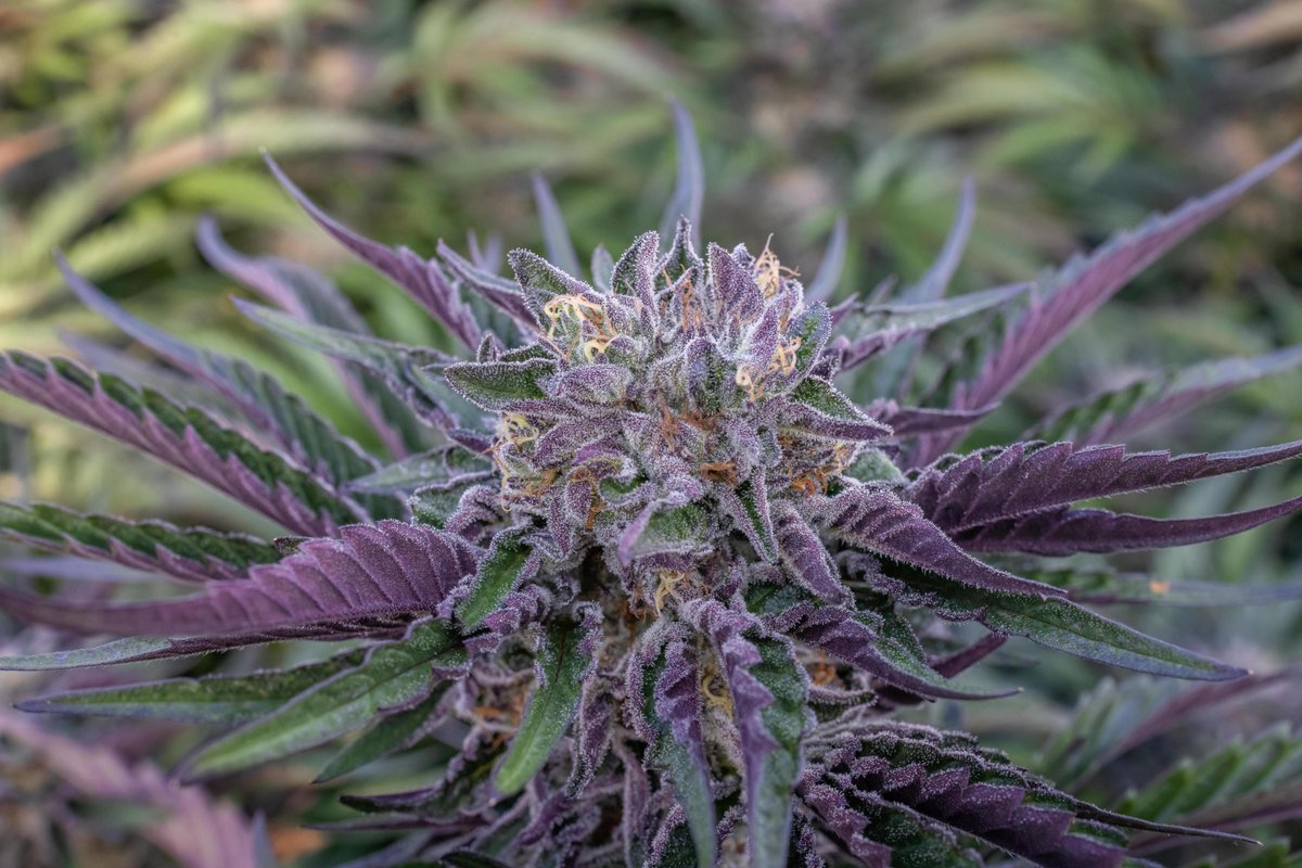 cookiesglobal's tweet photo. FISH SCALE .... in grow at Ridgeline Farms , available rn in CA 💨💨💨 https://t.co/MEEO7Soy5e