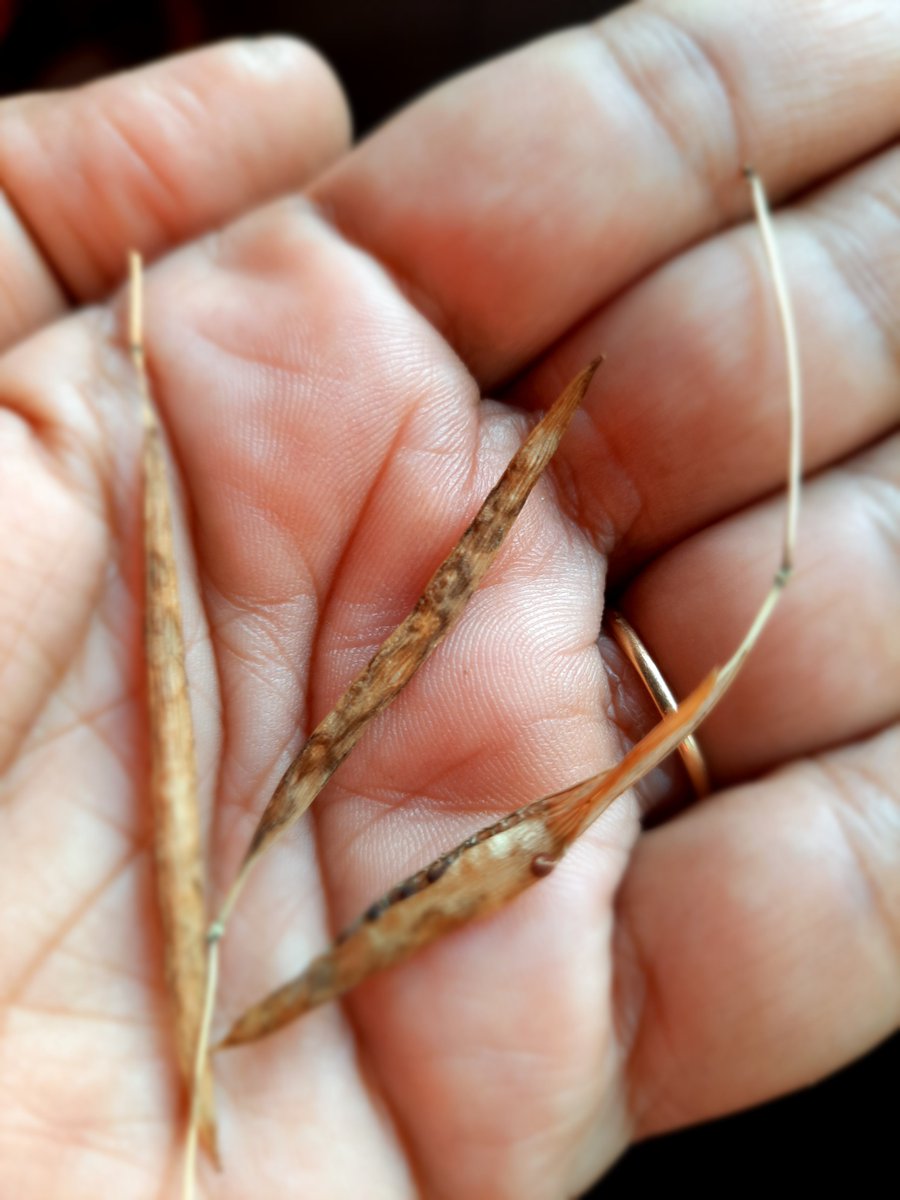 dranuharshal's tweet photo. This has grown in my compost pot any help what this cld be, I just layer up all my kitchen waste in a pot on the window sill.......
#plants #purpleflower
#pods #kitchencompost https://t.co/BxQ1p4KFMD