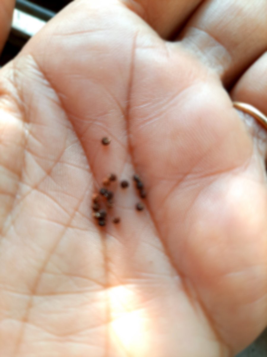 dranuharshal's tweet photo. This has grown in my compost pot any help what this cld be, I just layer up all my kitchen waste in a pot on the window sill.......
#plants #purpleflower
#pods #kitchencompost https://t.co/BxQ1p4KFMD