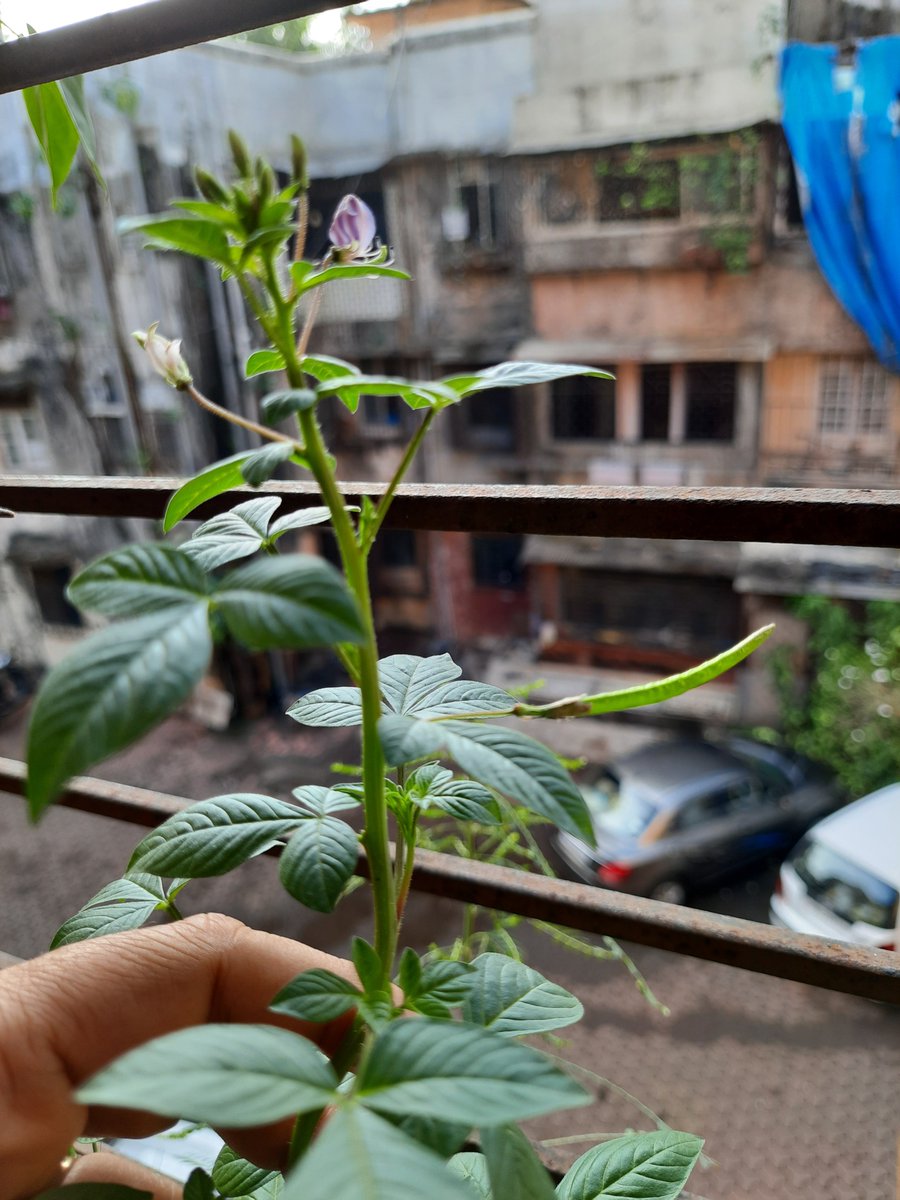 dranuharshal's tweet photo. This has grown in my compost pot any help what this cld be, I just layer up all my kitchen waste in a pot on the window sill.......
#plants #purpleflower
#pods #kitchencompost https://t.co/BxQ1p4KFMD