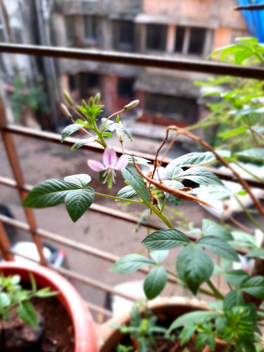dranuharshal's tweet photo. This has grown in my compost pot any help what this cld be, I just layer up all my kitchen waste in a pot on the window sill.......
#plants #purpleflower
#pods #kitchencompost https://t.co/BxQ1p4KFMD