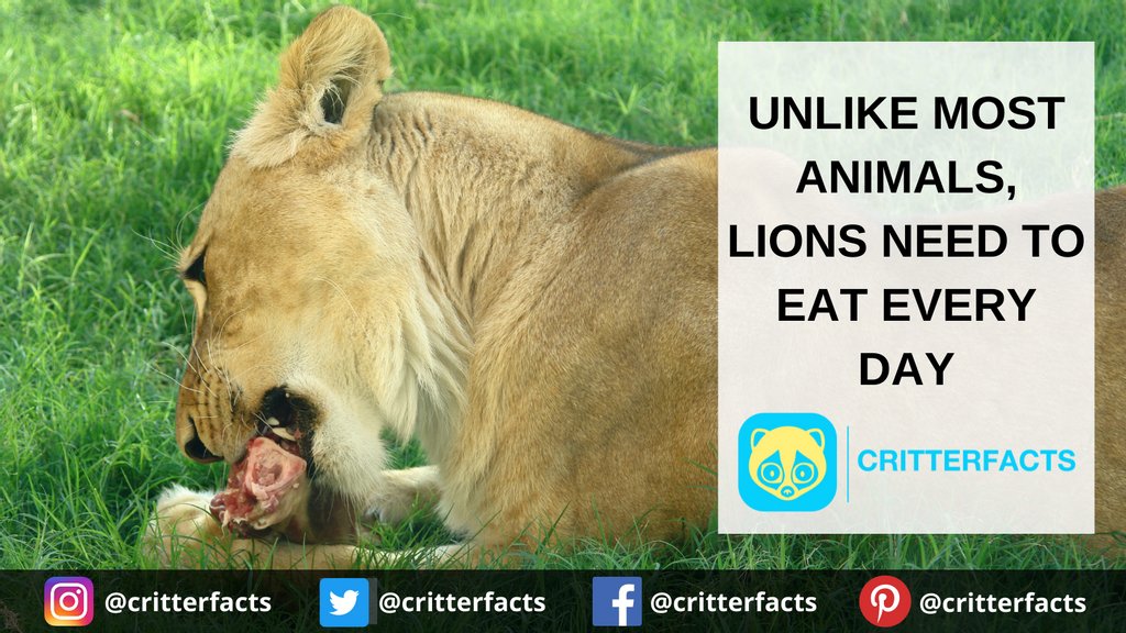critterfacts's tweet photo. But they can go up to 4 days without water!
.
.
.
#critterfacts #critter #facts #lion #lions #lioness #food #eat #meat #wildlife #cat #bigcat #animalfacts #suprisingfacts #didyouknow https://t.co/ASB6tw4WJO