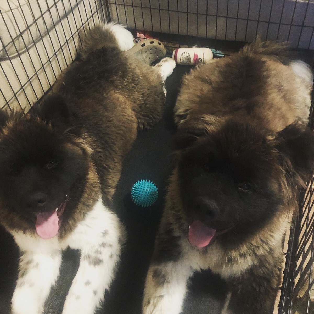 McDanielBritney's tweet photo. How can you not love our sweet faces 🥰 #BestAtHomeContest https://t.co/cU779EPfwd