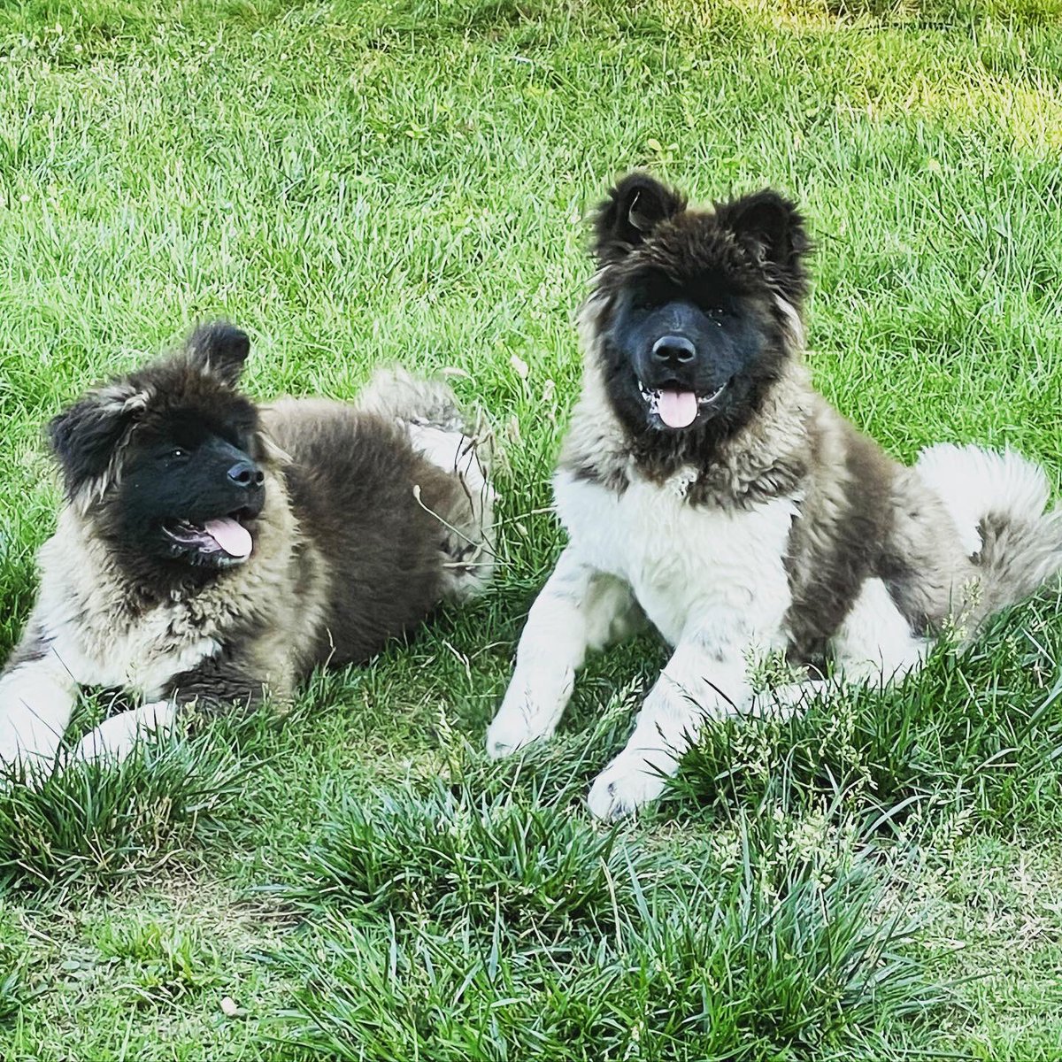 McDanielBritney's tweet photo. How can you not love our sweet faces 🥰 #BestAtHomeContest https://t.co/cU779EPfwd