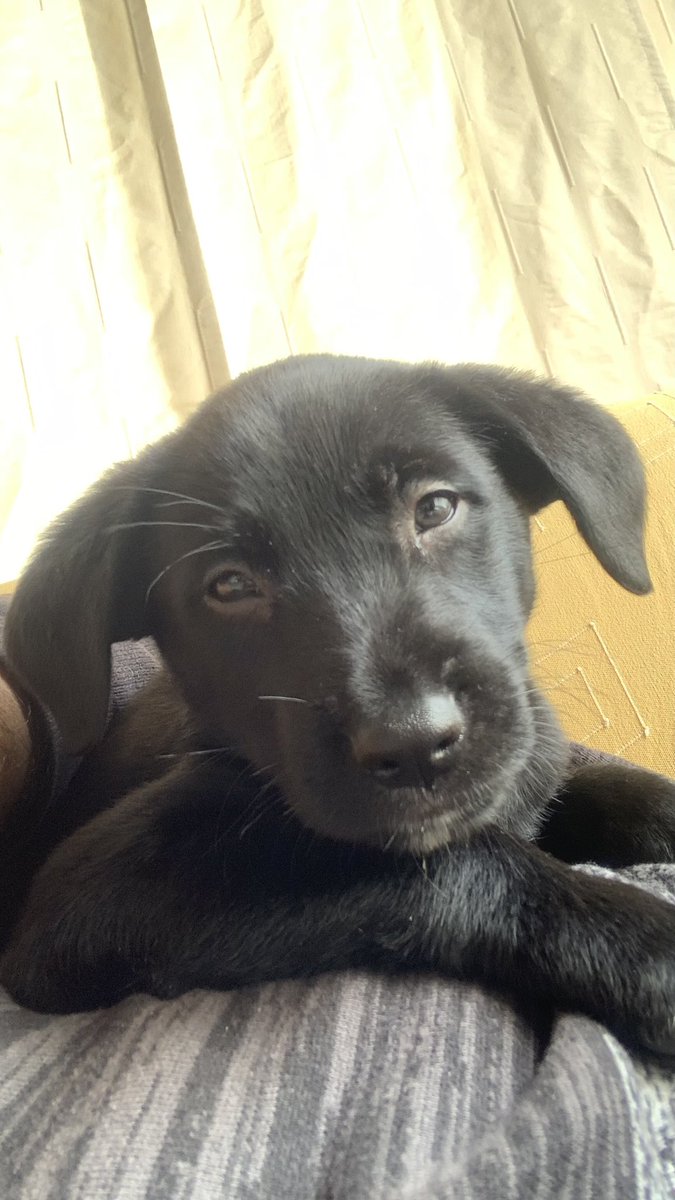 mafazule's tweet photo. @AsociacionMi Nosotros también adoptamos una negrita y estamos muy felices con ella. El amor no tiene raza ni color (aplica también a peludos) https://t.co/DJtkxkflCq