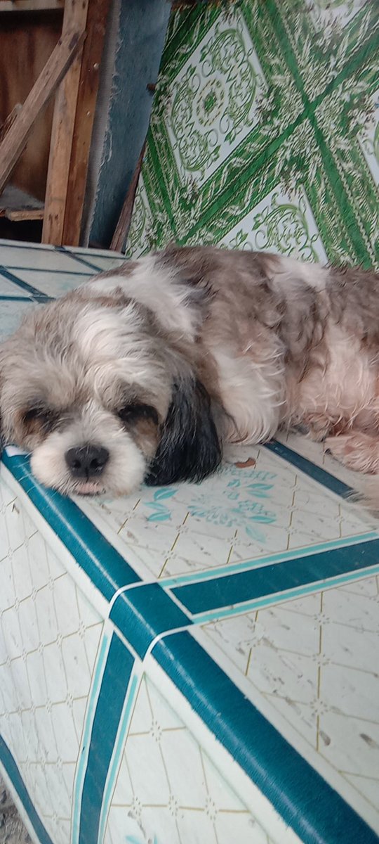 ivycomega's tweet photo. @diudiu_famaxie As well as our princess😂😂chill time.. https://t.co/ougyYXuiYW