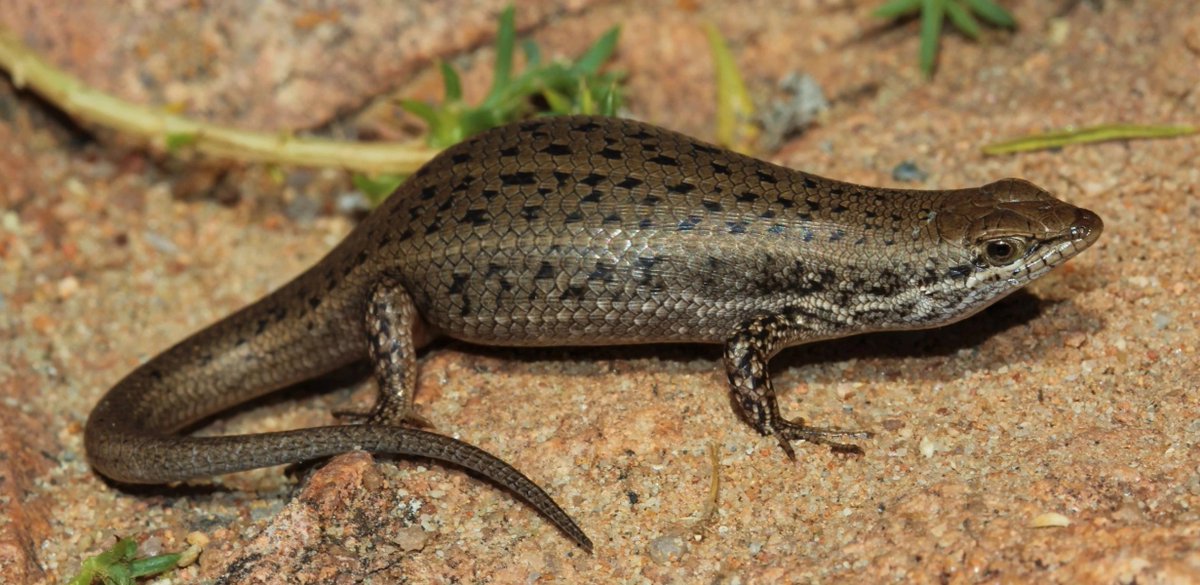 HourlyLizards's tweet photo. https://t.co/FhfFtUaoxj