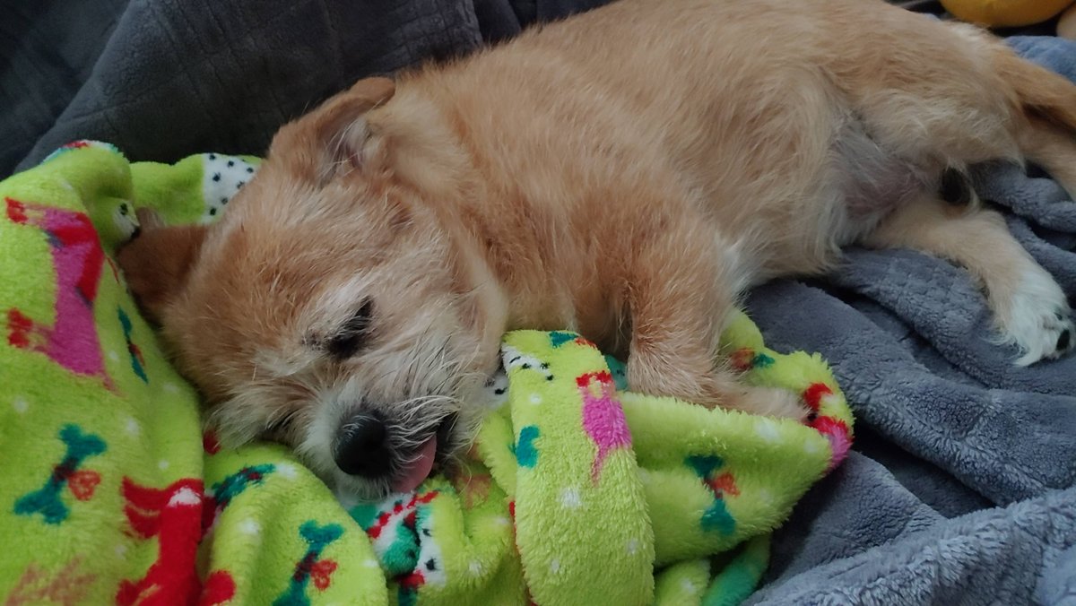 rampageghost's tweet photo. This is Pepper, our 12 year old sassy Jack Russell Terrier girl.  We got her a kimono from a previous trip to Japan and she's modeling it like a pro. She's still very spry for her age and also loves her comfy naps. #baecalliopetreview https://t.co/WZlgxw2Nv4