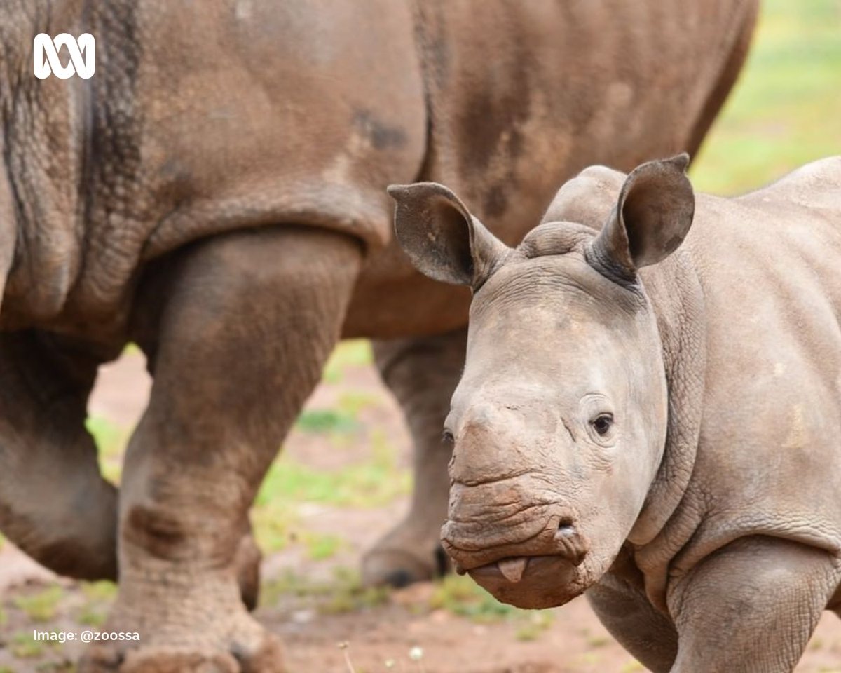 abcadelaide's tweet photo. RIP Eshe ๐ฆ๐ @ZoosSA are heartbroken to announce the loss of Eshe, the 15-month-old Southern White rhino at Monarto Safari Park. More details: https://t.co/CsO1sGJOnm #Rhino #SouthAustralia #ZoosSA https://t.co/9B4uvkO6xY