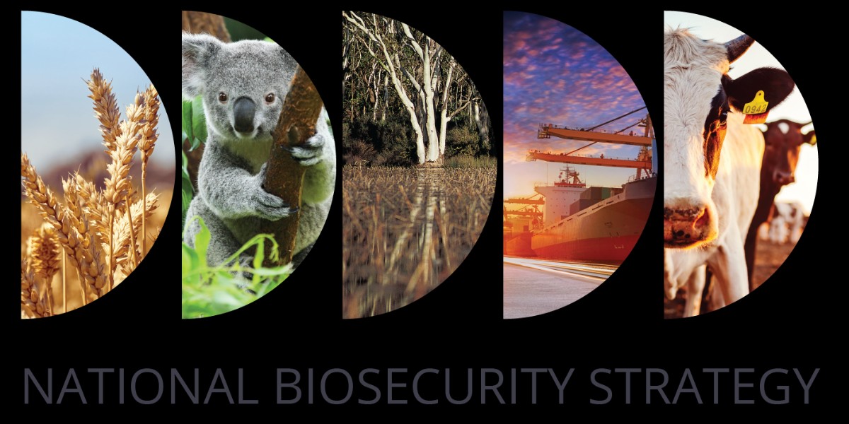 Don’t miss out! Share your views on Australia’s first #NationalBiosecurityStrategy

Tell us what you think will be important for the strategy to focus on and achieve, to keep Australia safe from pests and diseases.

First round of feedback closes 26 NOV: fal.cn/3k1gD