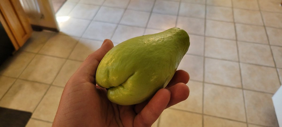 Thogar's tweet photo. These bad boys are getting split, scooped, & stuffed with a shrimp dressing made with the scooped out innards.
#Mirliton
#ChayoteSquash
#VegetablePear
#Thanksgiving https://t.co/DZ9HGqCqWm