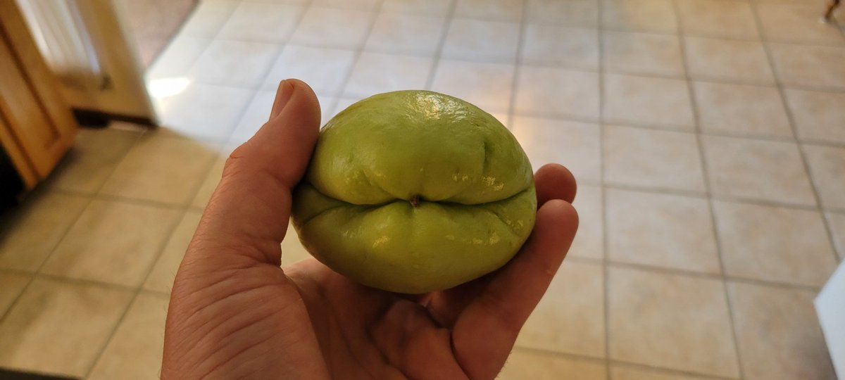 Thogar's tweet photo. These bad boys are getting split, scooped, & stuffed with a shrimp dressing made with the scooped out innards.
#Mirliton
#ChayoteSquash
#VegetablePear
#Thanksgiving https://t.co/DZ9HGqCqWm