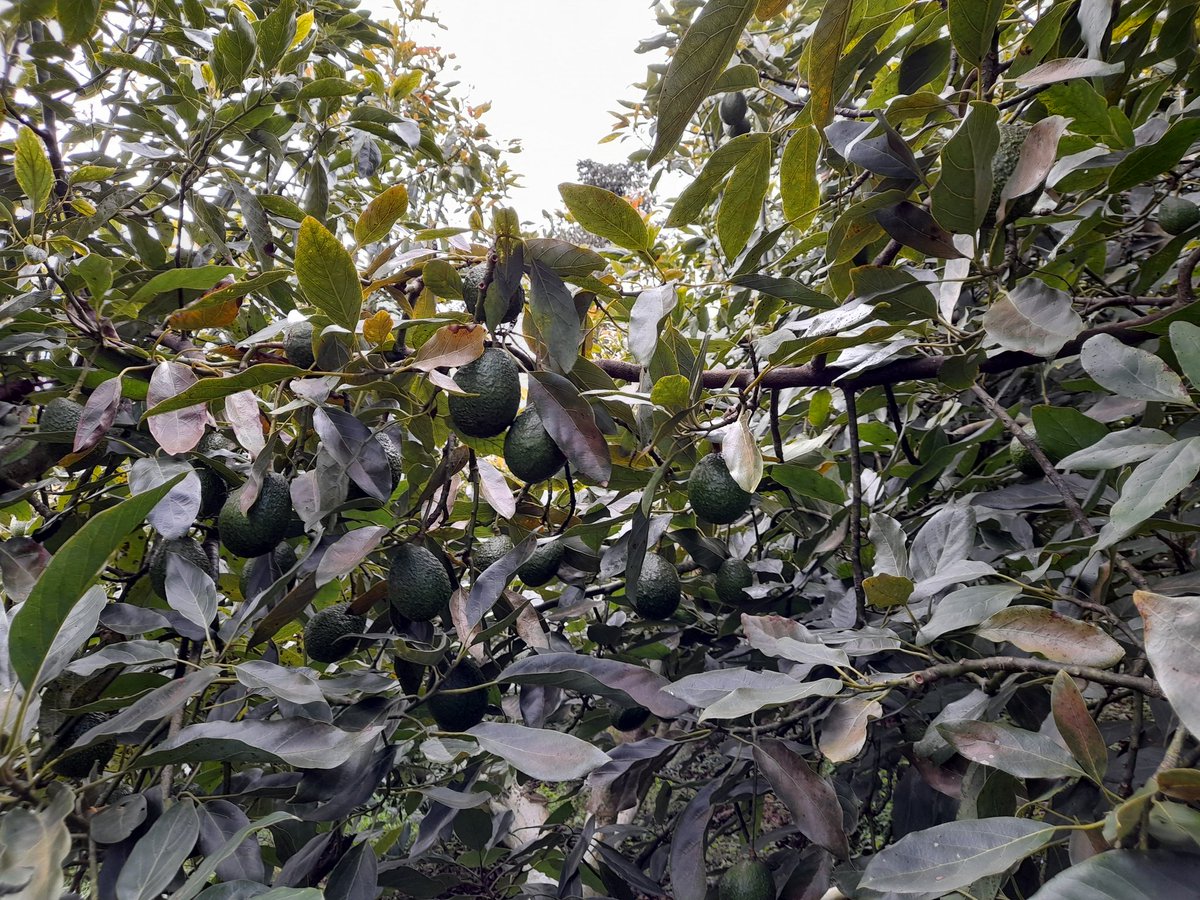raletona's tweet photo. Seguimos atendiendo sus pedidos. Aguacate Hass caja de 10 unidades Q.40 #delagranjaasumesa https://t.co/zL35GsgO8S