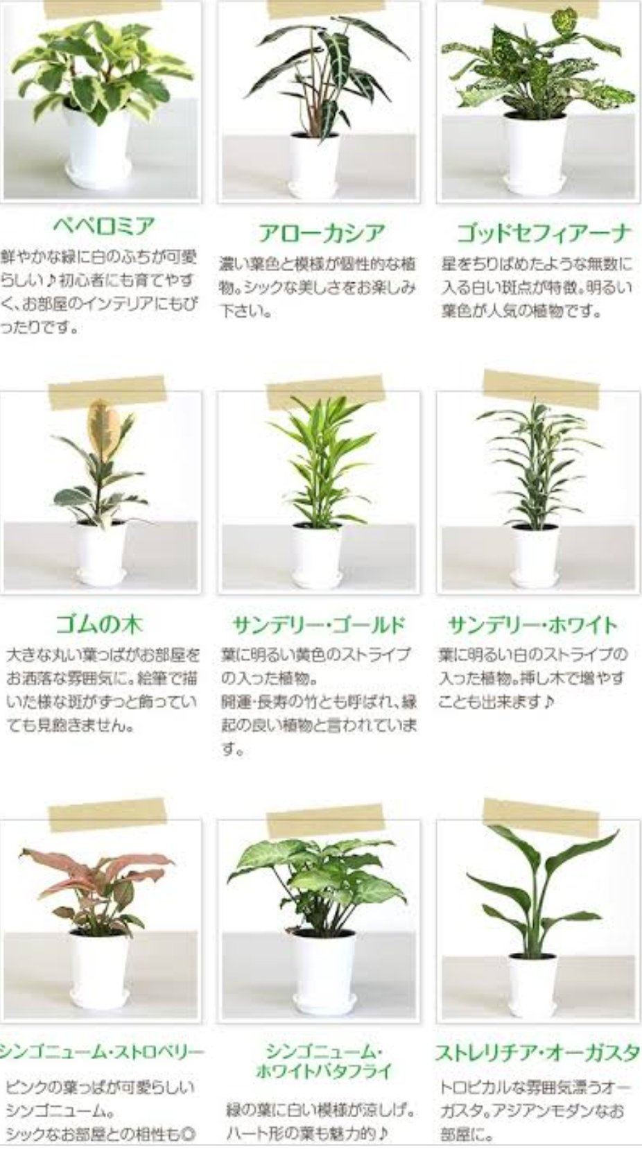 Jgマネージャー 413shinoppe そんなに大きくなりますか 植物の為に天井が高い家に引っ越す必要も出てしまいますね それだけ愛着も湧くでしょうから それはそれで良いのかもしれません アドバイスありがとうございます Twitter