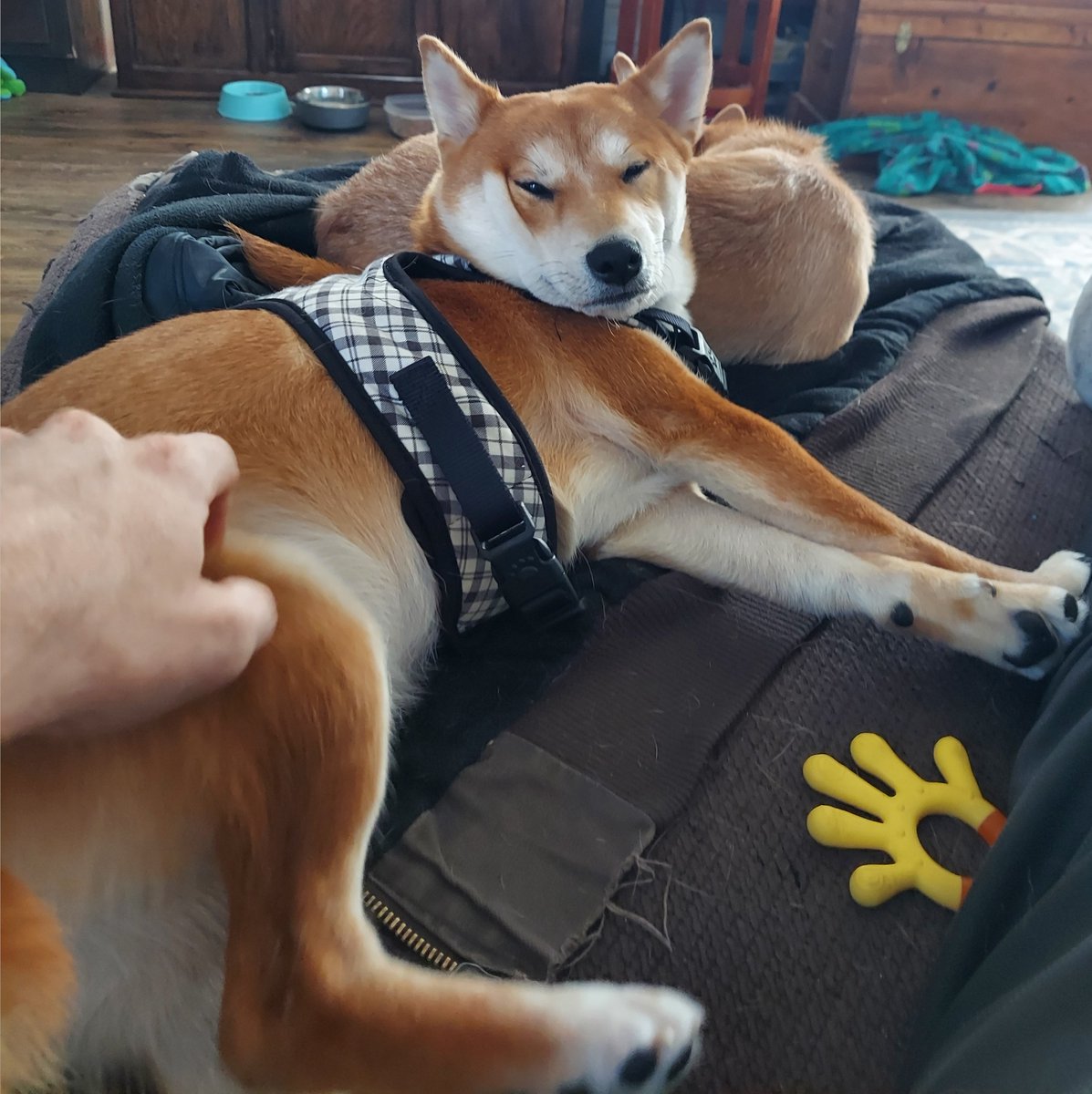 JustinScerini's tweet photo. 😏 Living that #Doge life https://t.co/CaQMNx18M8