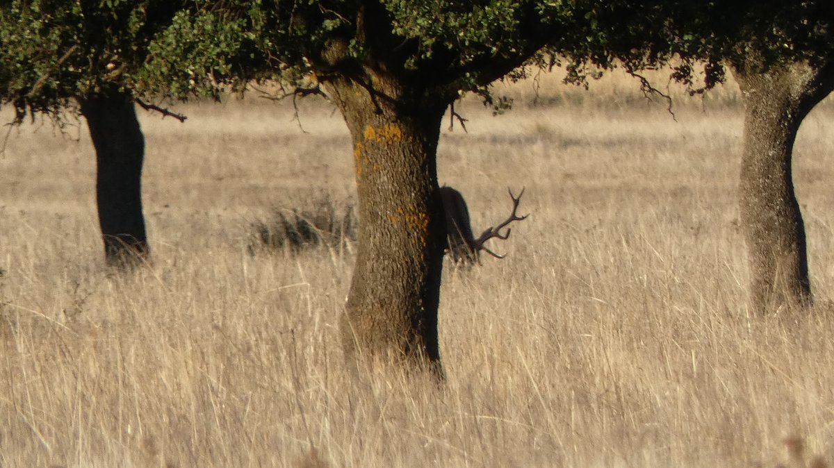 Imagen de las rañas de cabañeros que nos comparte nuestro socio <a href="/playmocaza/">DANI GÓMEZ de Playmocaza</a> 

#caza
#cazadoresenYouTube