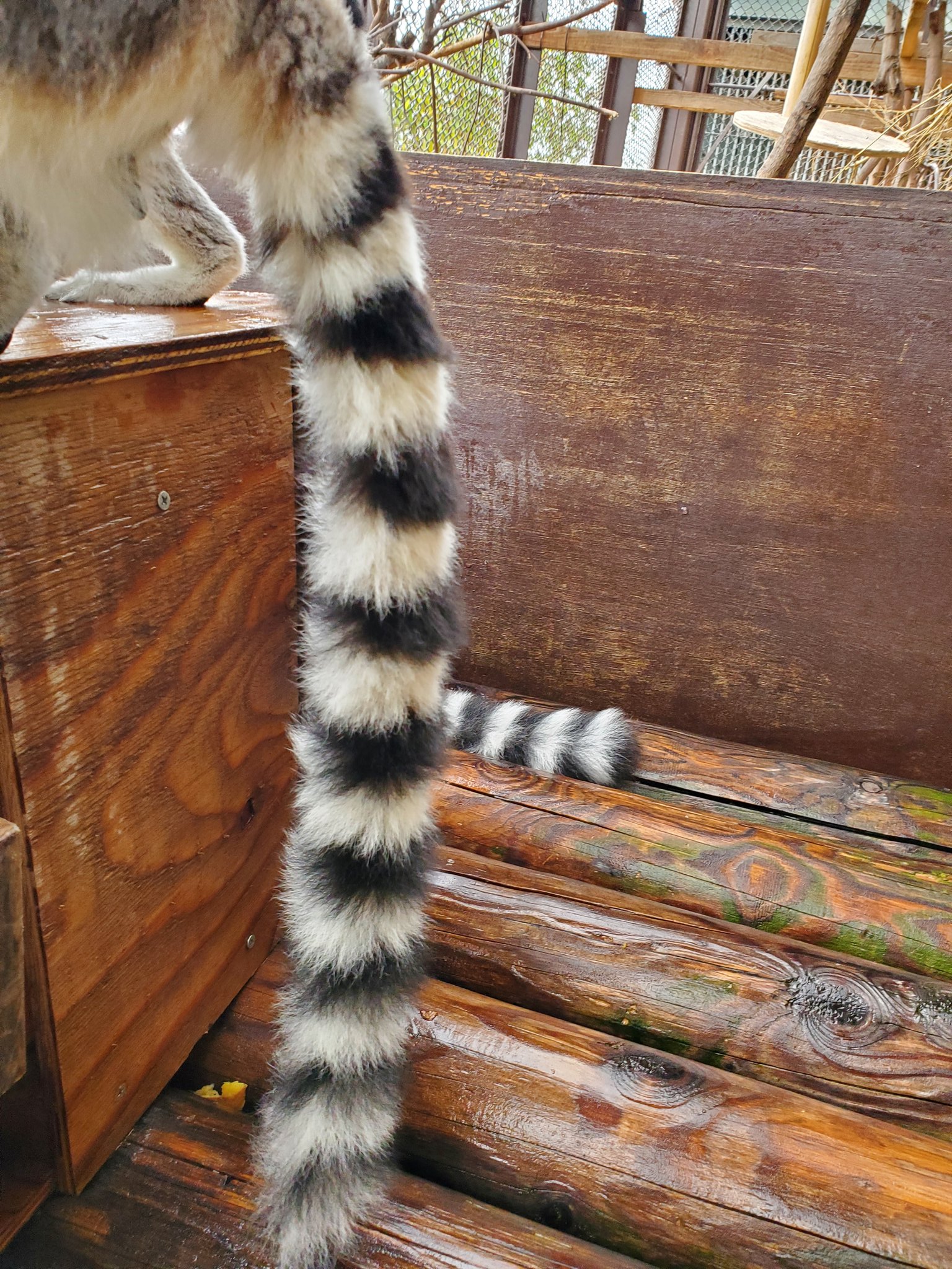 توییتر 須坂市動物園 公式 در توییتر しましまもようのしっぽ 黒しまは何本あるでしょうね ワオキツネザル チョコン のしっぽ 須坂市動物園 須坂市 T Co 59kgqog2ie