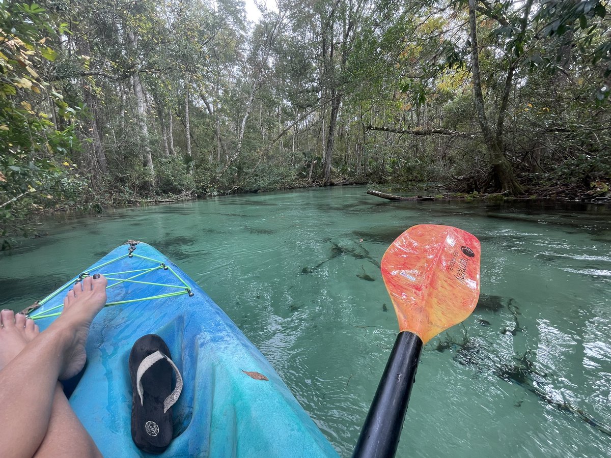 lisabchappell's tweet photo. Florida is a magical place. #weekiwachi #FloridaGirl https://t.co/QQPGAl031f