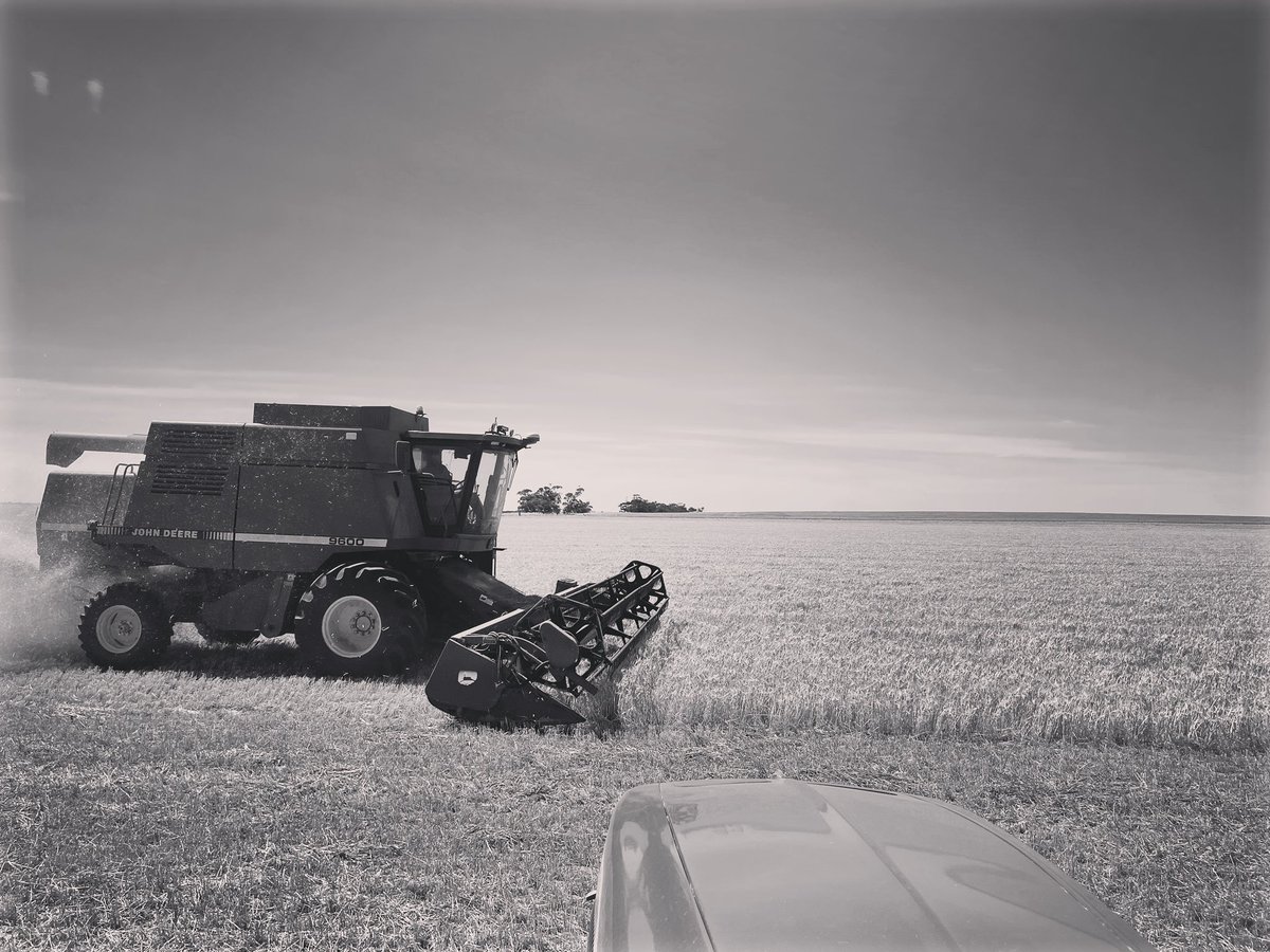BOW_Angus's tweet photo. That time of year again 🌾
#harvest #barley #farming #farmlife #mustbegettingclosertobullsaletime #mallee #countrylife #husbandwifeteam #bulloakwellangus #farmappreciation @bulloakwell https://t.co/7pPBpkM8rQ