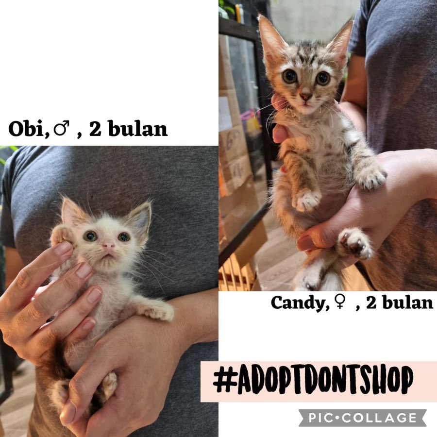 rumahichi's tweet photo. Mohon bantuannya RT min @infomalang  ADOPSI GRATIS BERSYARAT
📍 Kedungkandang, Malang
Sehat &amp; akur, adopsi harus sepasang, gak bisa nawar, gak bisa milih. Jangan diskriminasi, sayangilah dengan adil. 🥰
Biaya steril  50% ditanggung owner (untuk kedua bayik). Terima kasih. 🙏🏼❤️ https://t.co/Q648zuqZH3