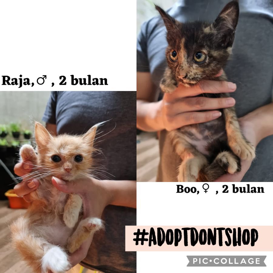 rumahichi's tweet photo. Mohon bantuannya RT min @infomalang  ADOPSI GRATIS BERSYARAT
📍 Kedungkandang, Malang
Sehat &amp; akur, adopsi harus sepasang, gak bisa nawar, gak bisa milih. Jangan diskriminasi, sayangilah dengan adil. 🥰
Biaya steril  50% ditanggung owner (untuk kedua bayik). Terima kasih. 🙏🏼❤️ https://t.co/Q648zuqZH3