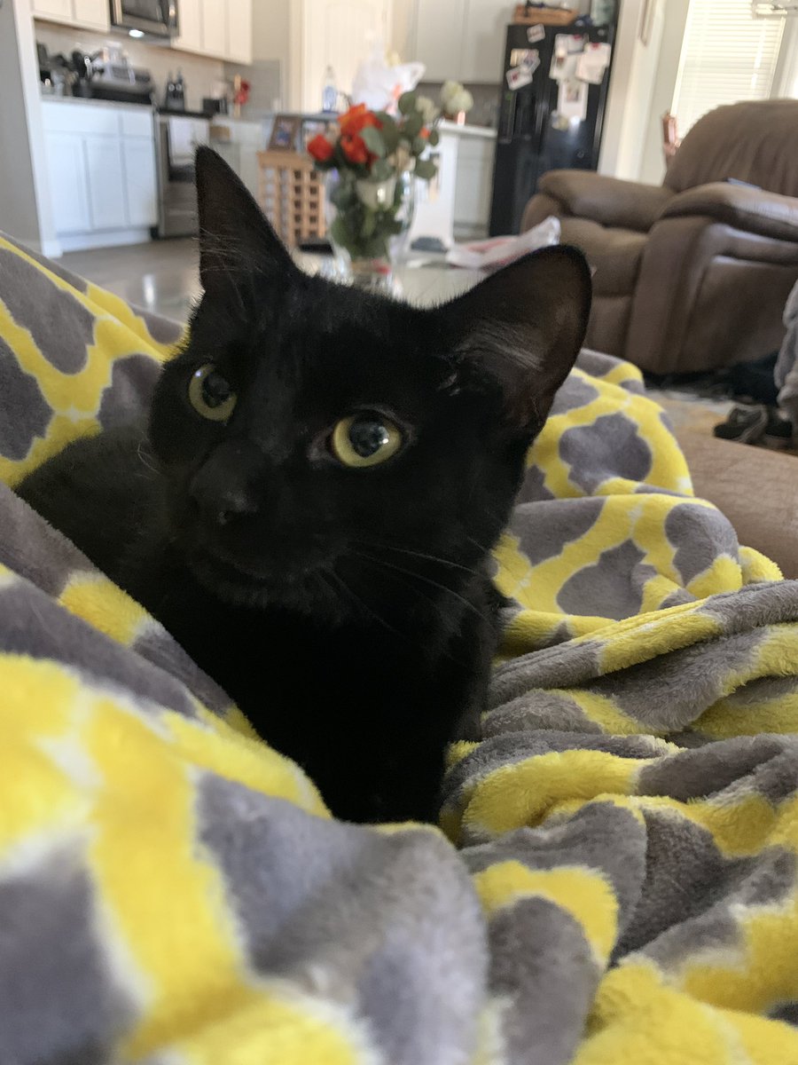 StarlaLawhon's tweet photo. While I was gone 
- engaged
- intern
- puppy &amp; kitten https://t.co/F5vTo7vGnS